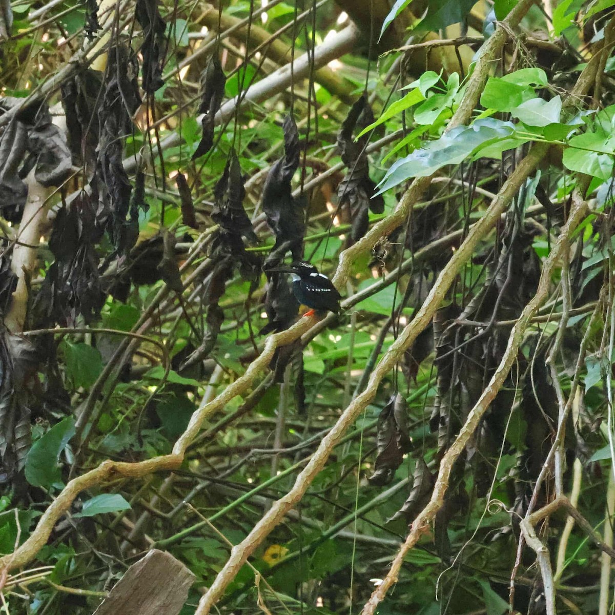 Southern Silvery-Kingfisher - ML644449290