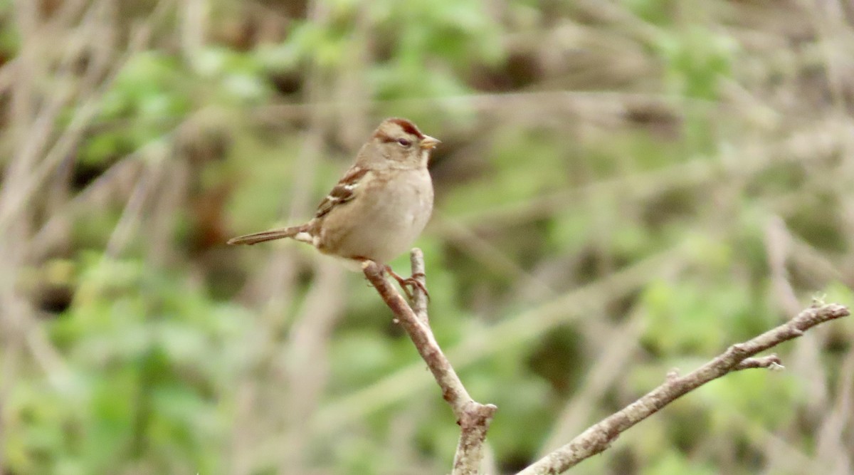 White-crowned Sparrow - ML644449291