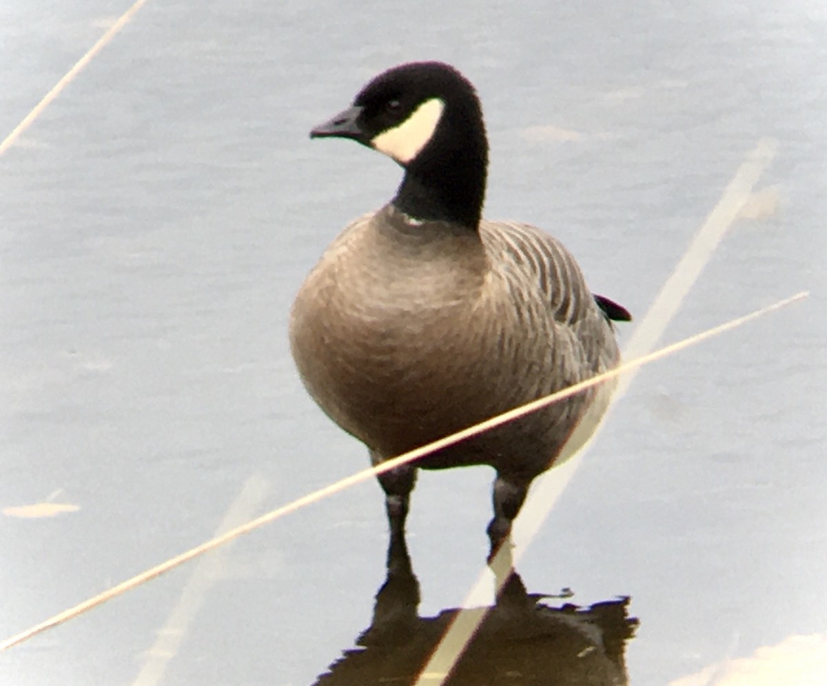 berneška malá - ML644449292