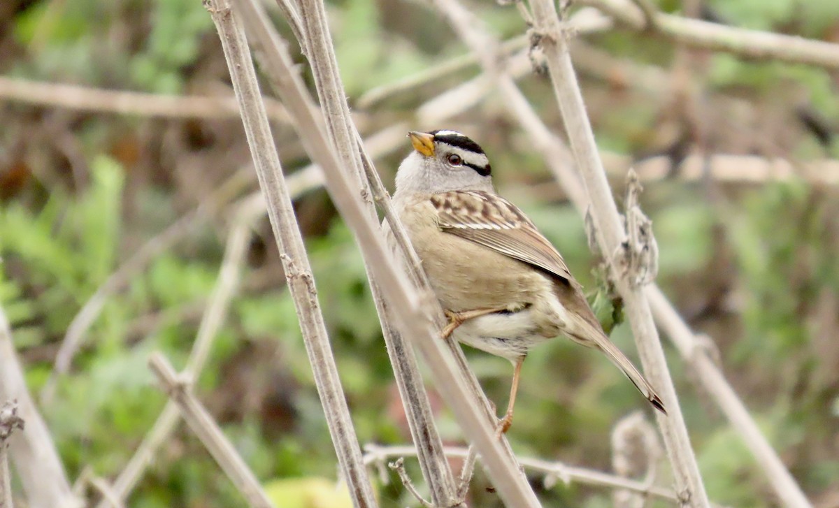 White-crowned Sparrow - ML644449296