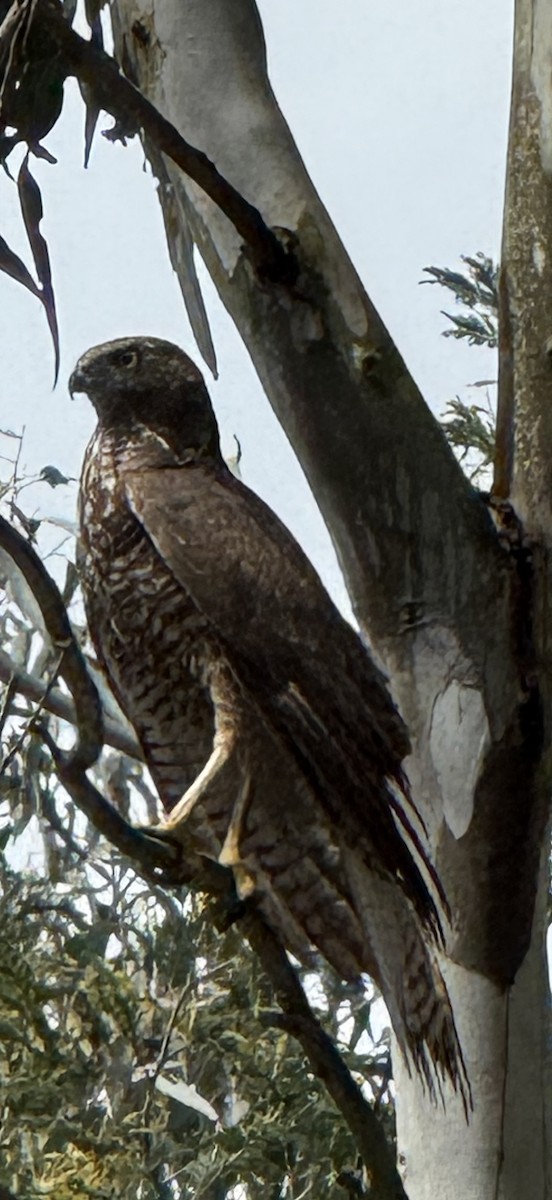 Autour australien - ML644449299