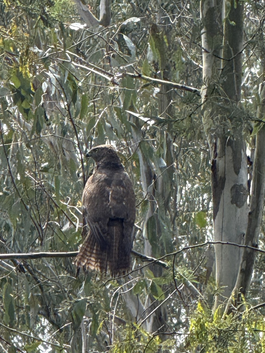 Autour australien - ML644449300