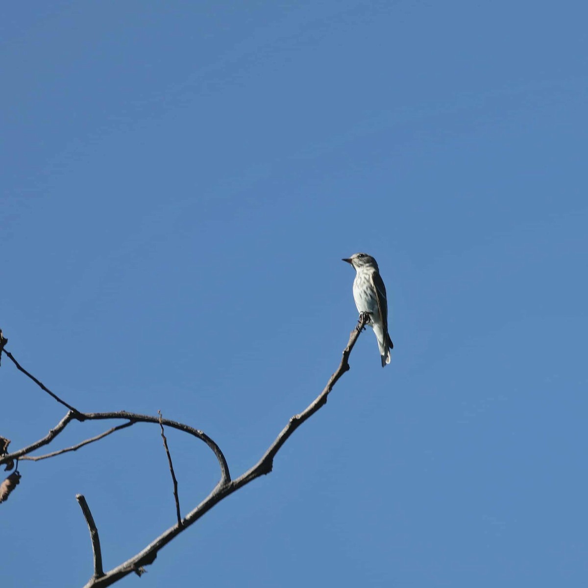Gray-streaked Flycatcher - ML644449305
