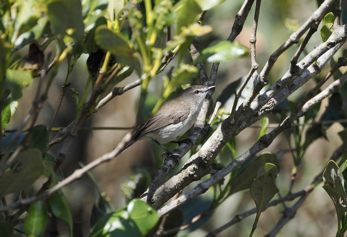 Mangrove Gerygone - ML644449307