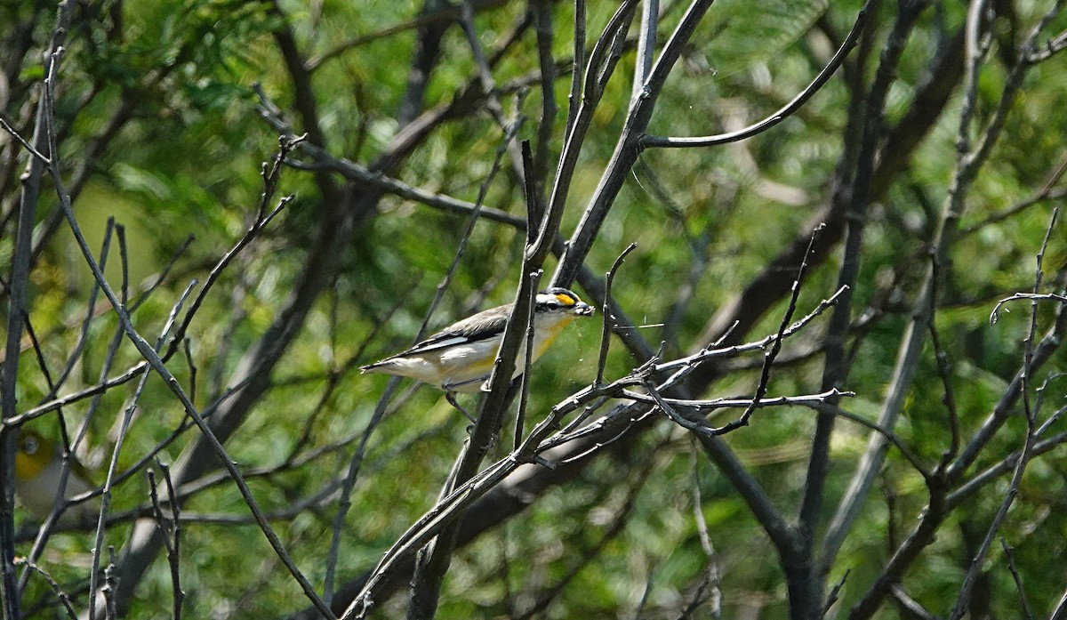 Striated Pardalote (Black-headed) - ML644449308