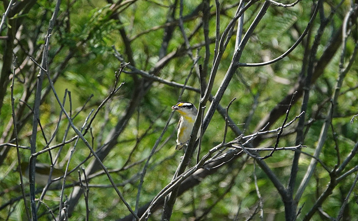 Striated Pardalote (Black-headed) - ML644449309