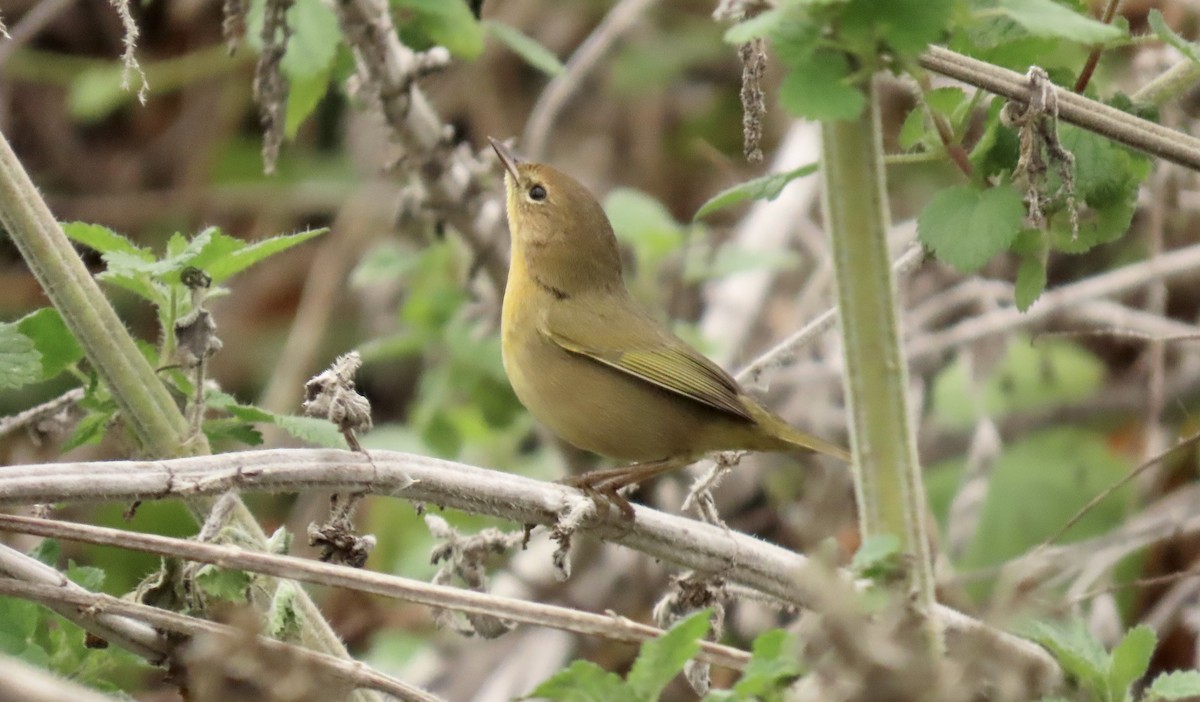 Common Yellowthroat - ML644449310