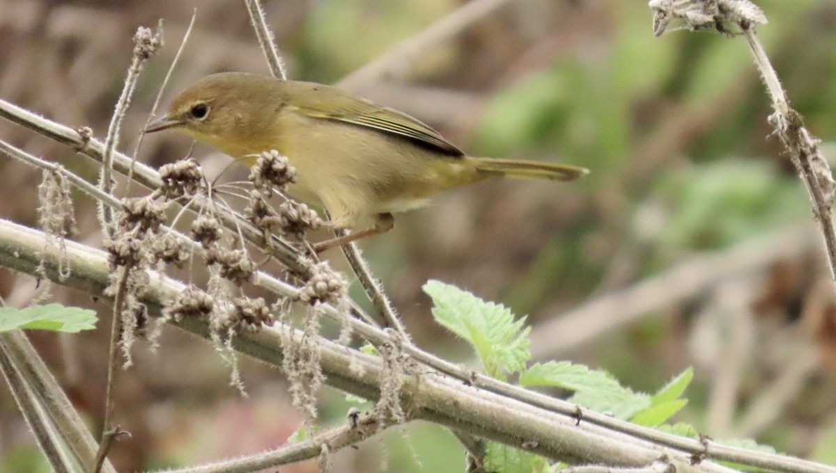 Common Yellowthroat - ML644449314