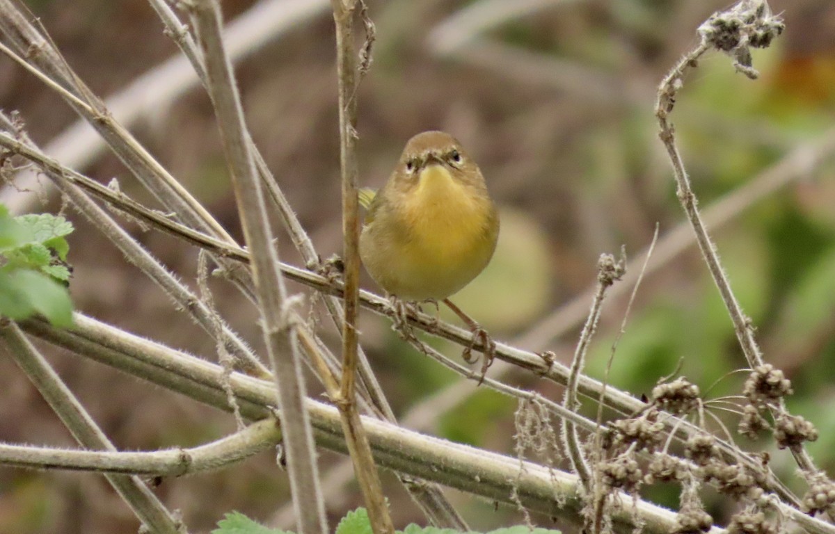 Common Yellowthroat - ML644449316