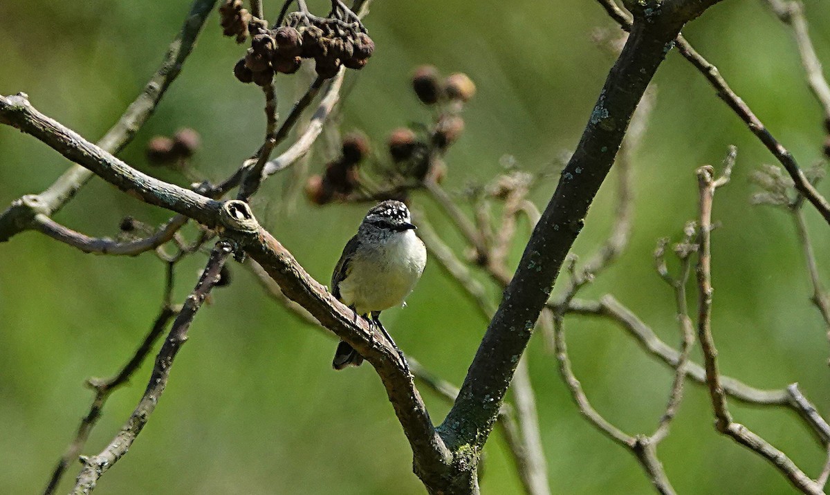 コモントゲハシムシクイ - ML644449317