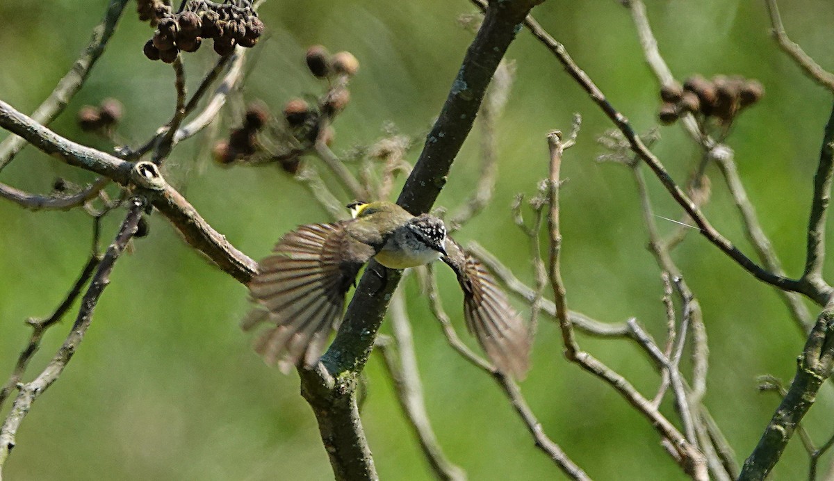 コモントゲハシムシクイ - ML644449318