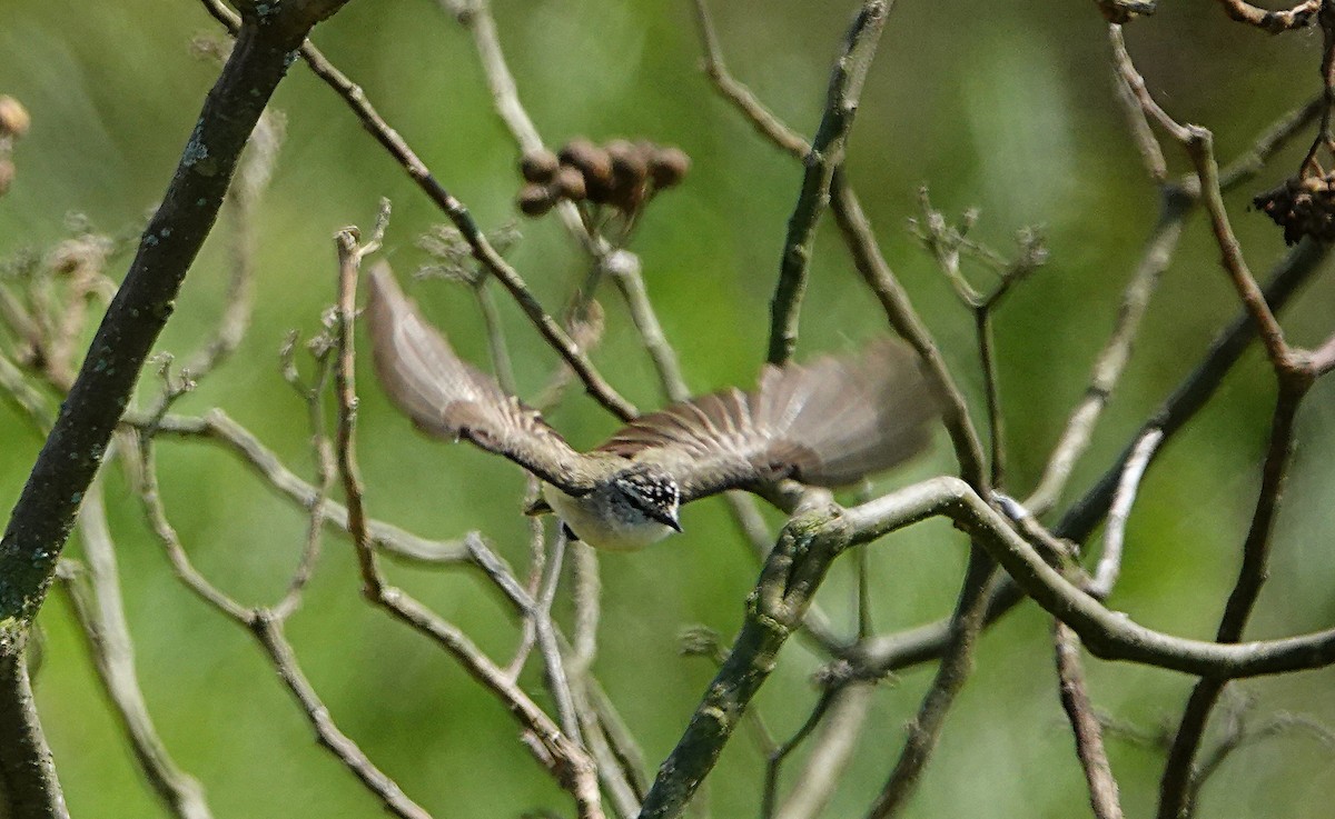 コモントゲハシムシクイ - ML644449319