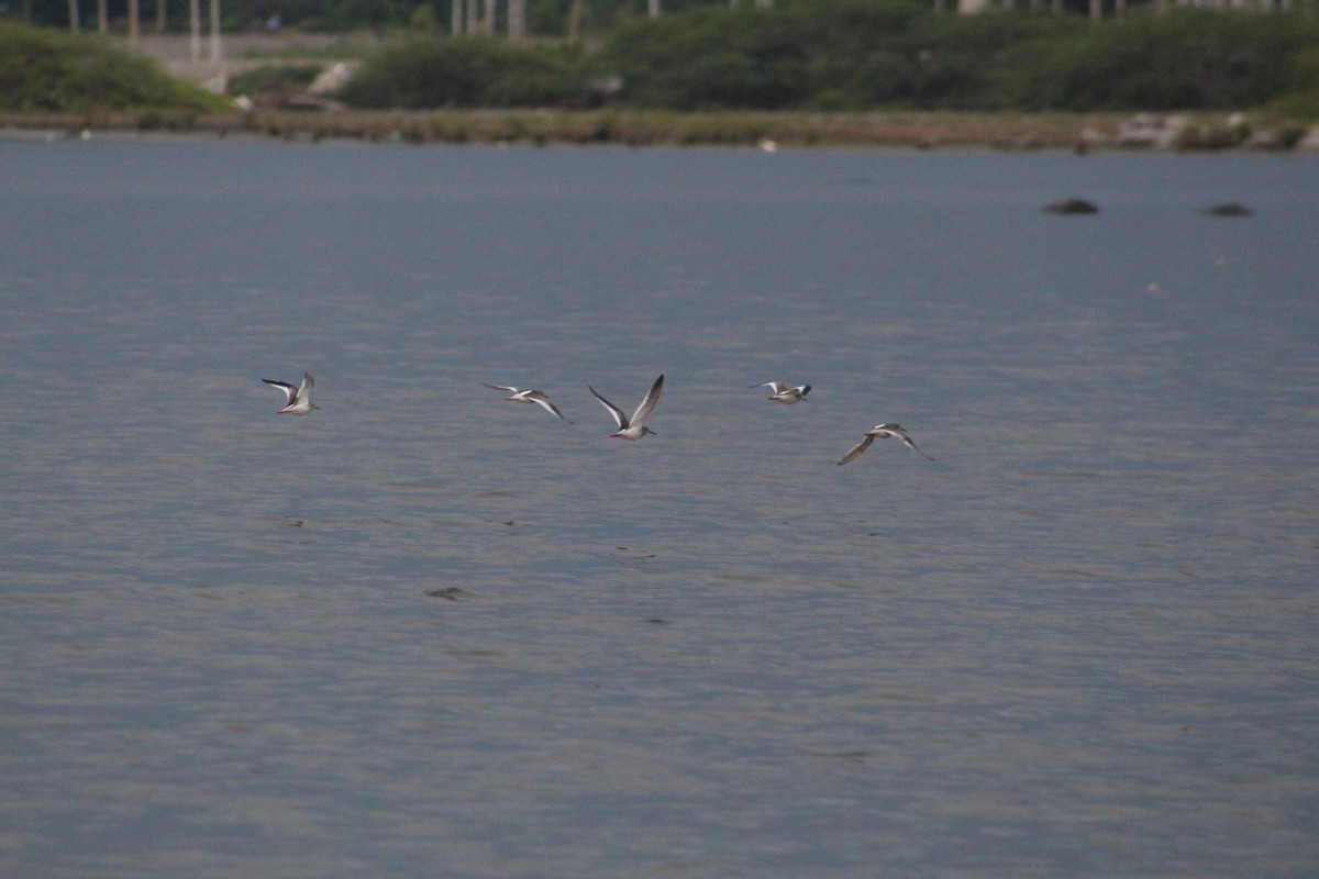 Улаан хөлт хөгчүү - ML644449321