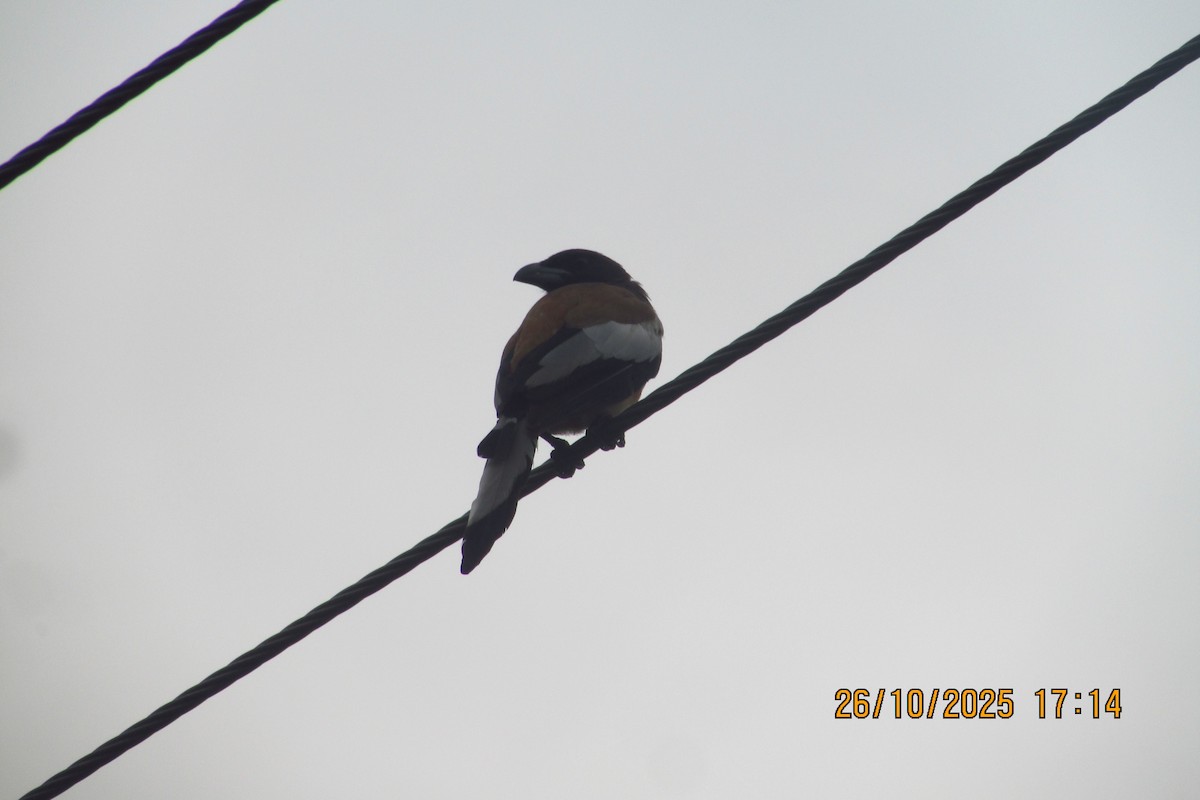 Kızıl Saksağan - ML644449330