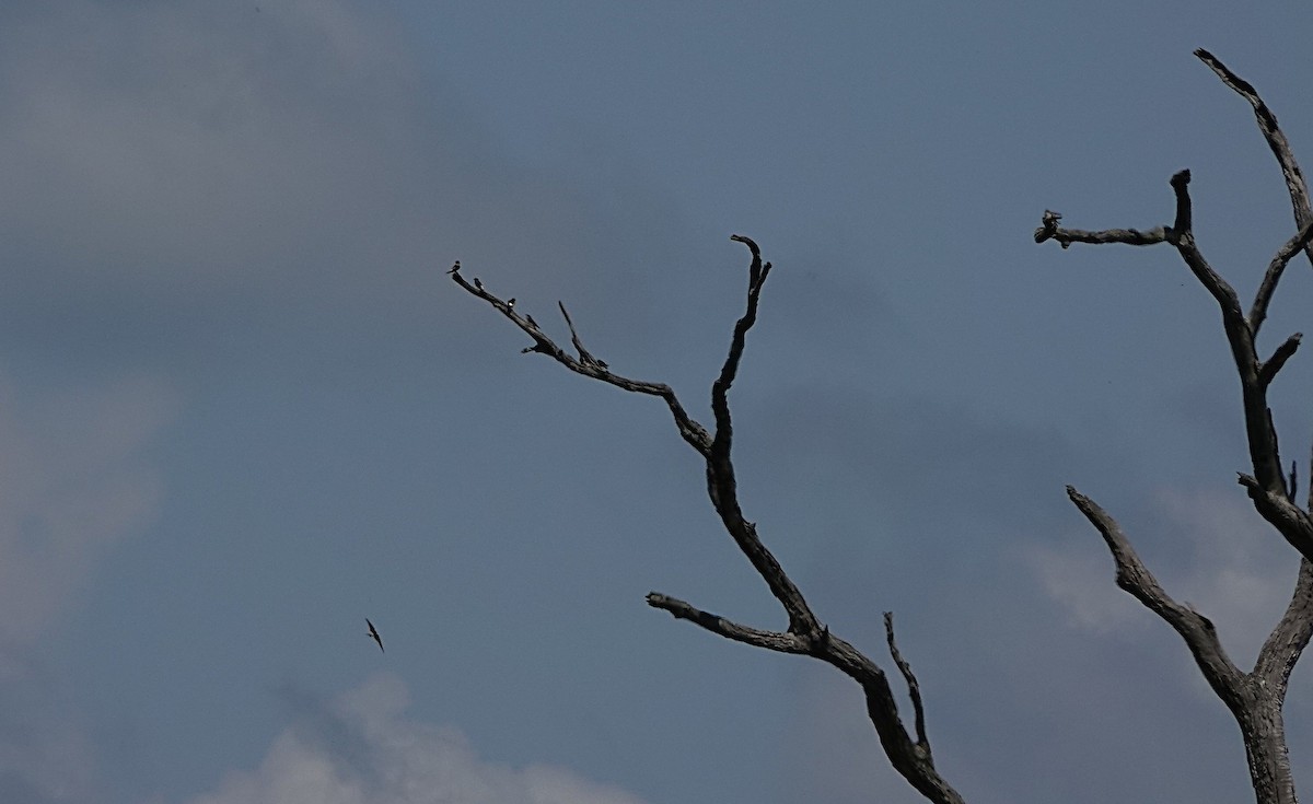 Tree Martin - ML644449337