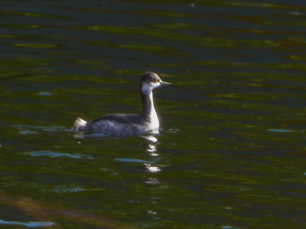 Eared Grebe - ML644449338