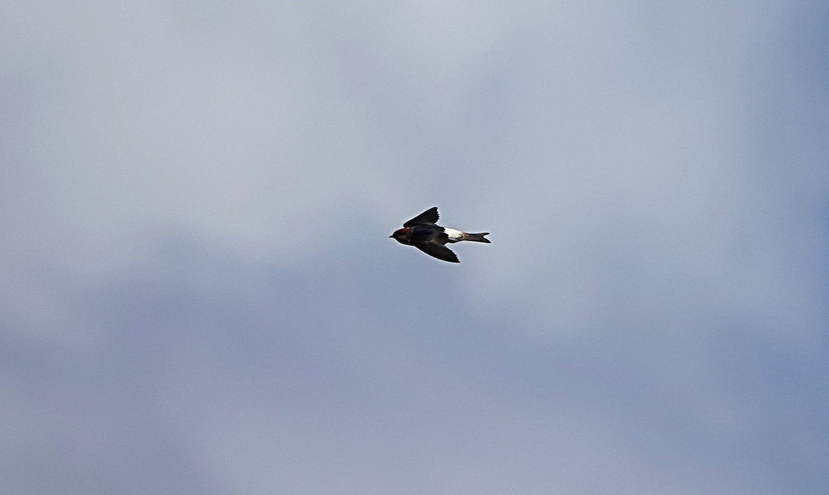 Fairy Martin - ML644449339