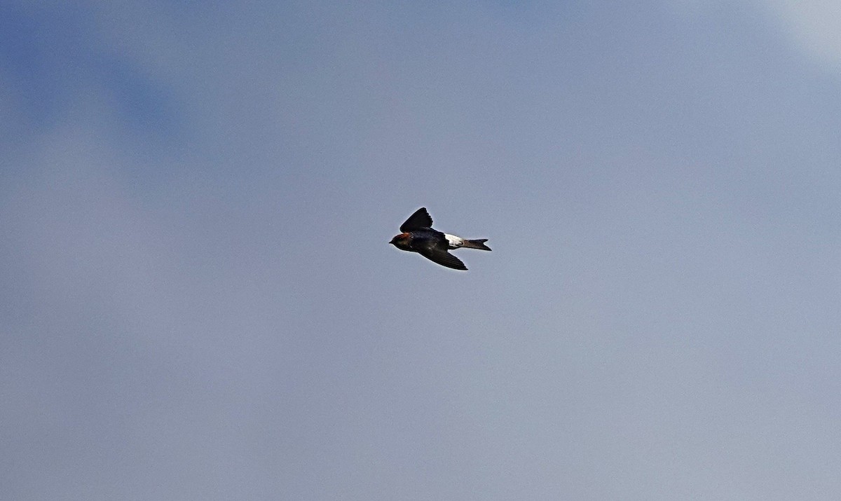 Fairy Martin - ML644449340