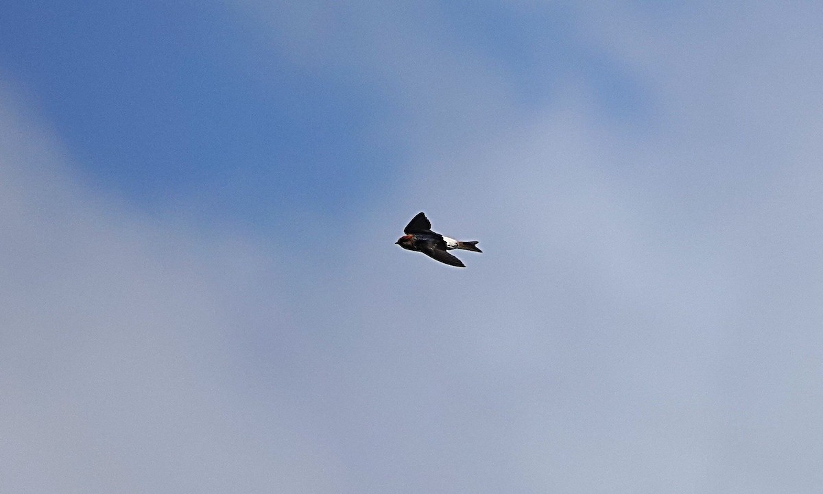 Fairy Martin - ML644449341