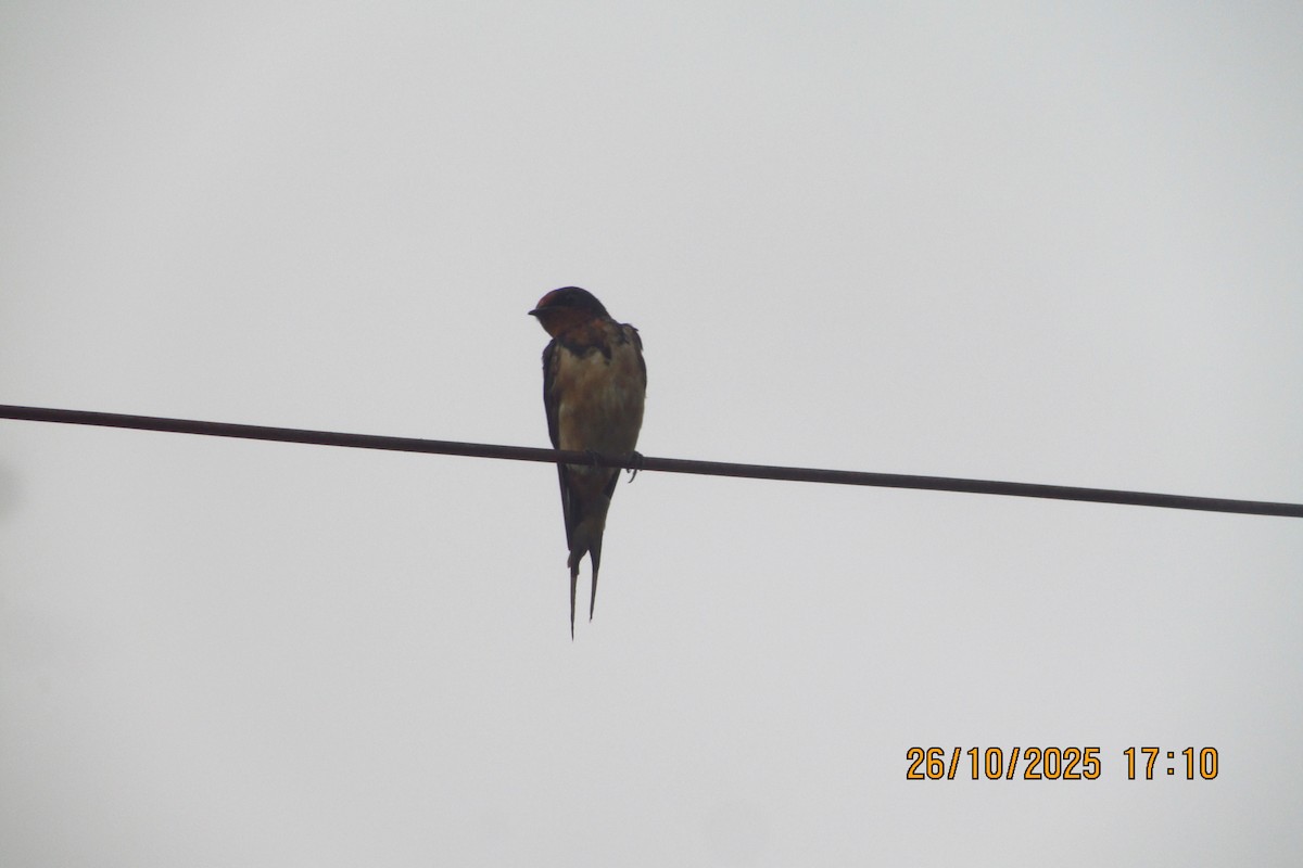 vlaštovka obecná - ML644449342