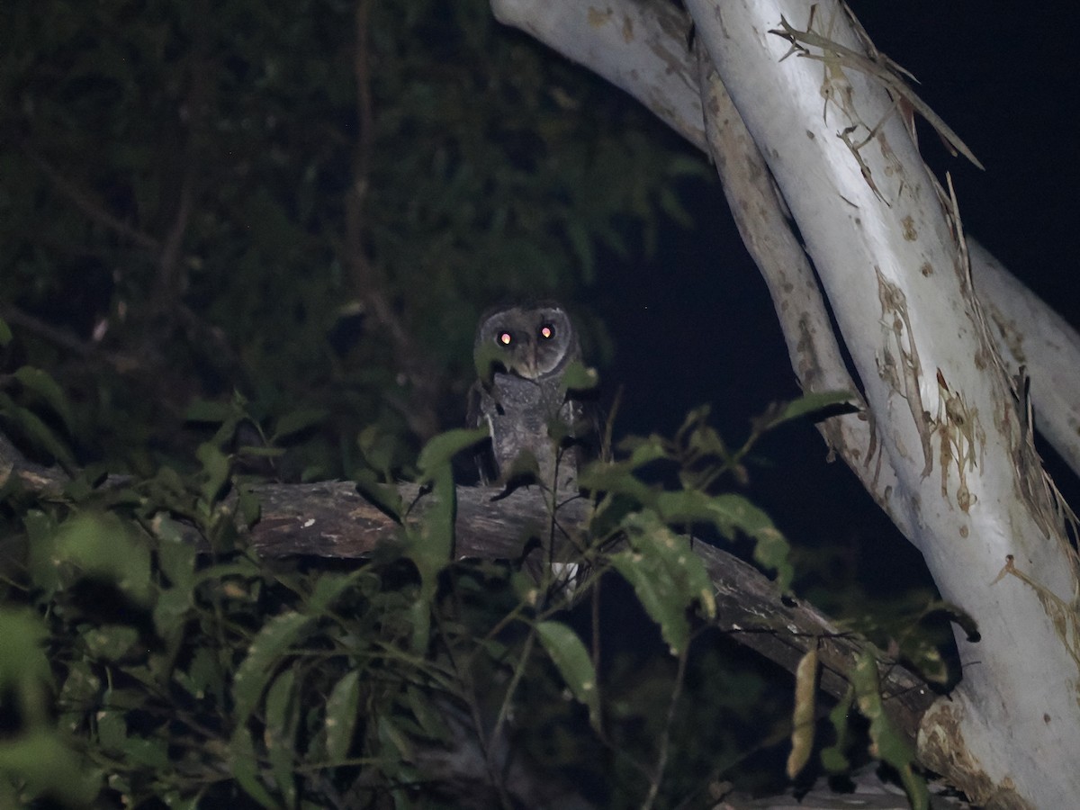 Sooty Owl - ML644449346