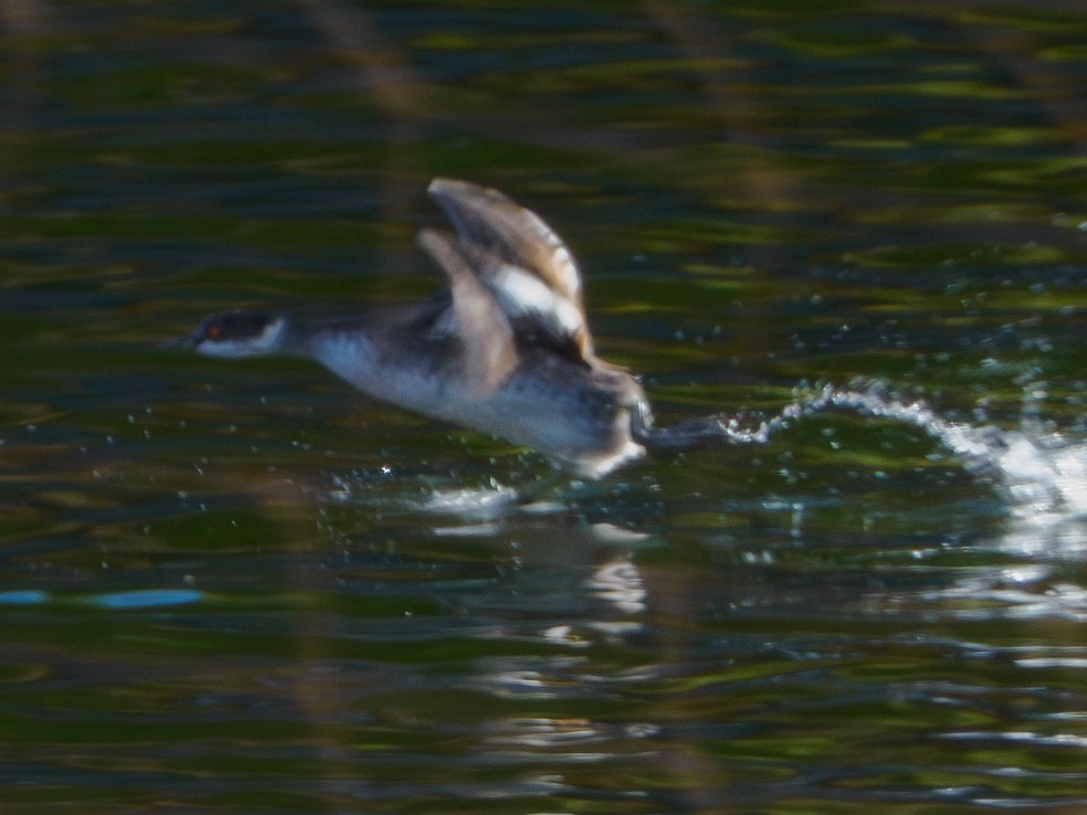 Eared Grebe - ML644449348