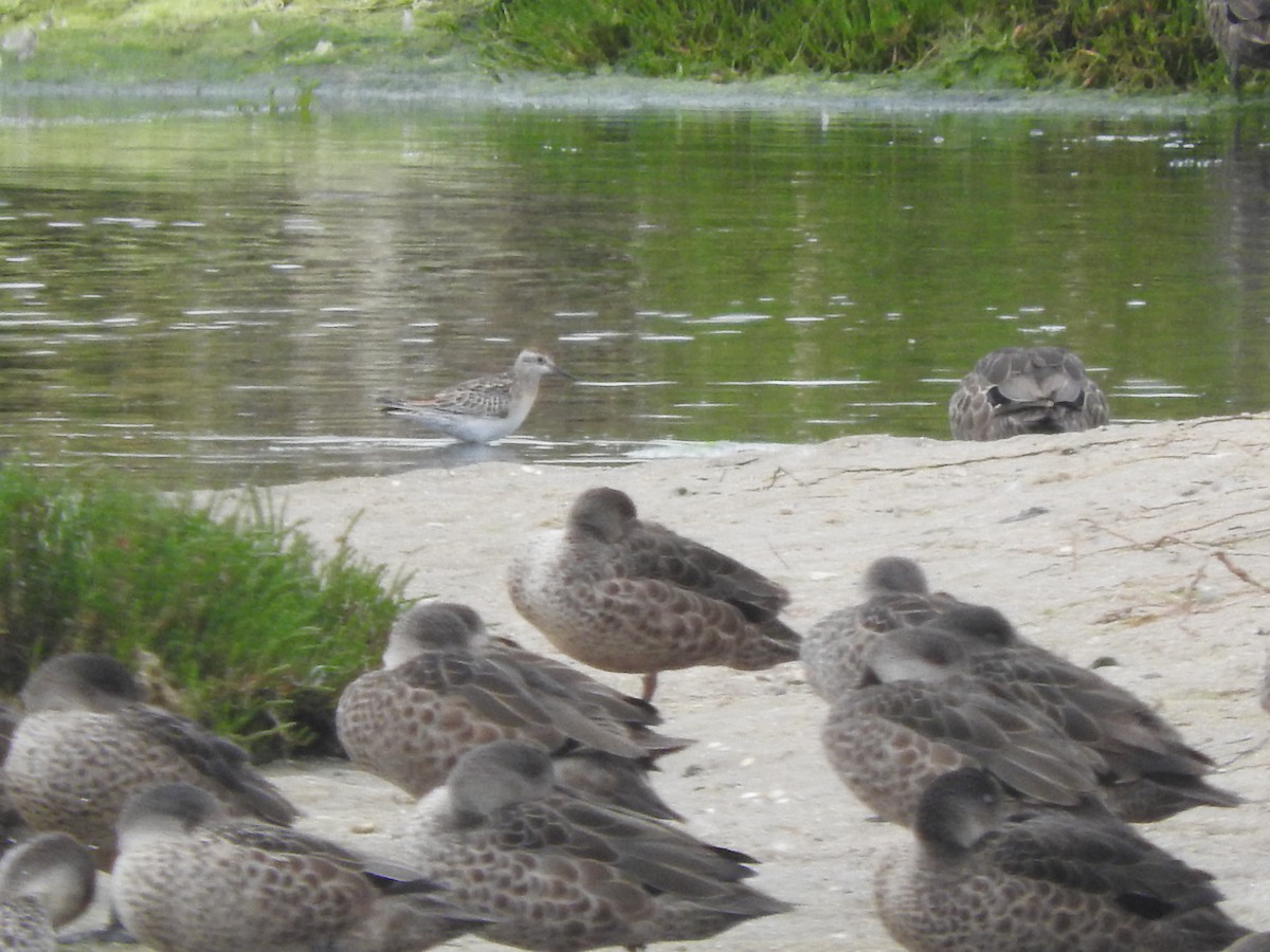 Сүүл элсэг - ML644449363