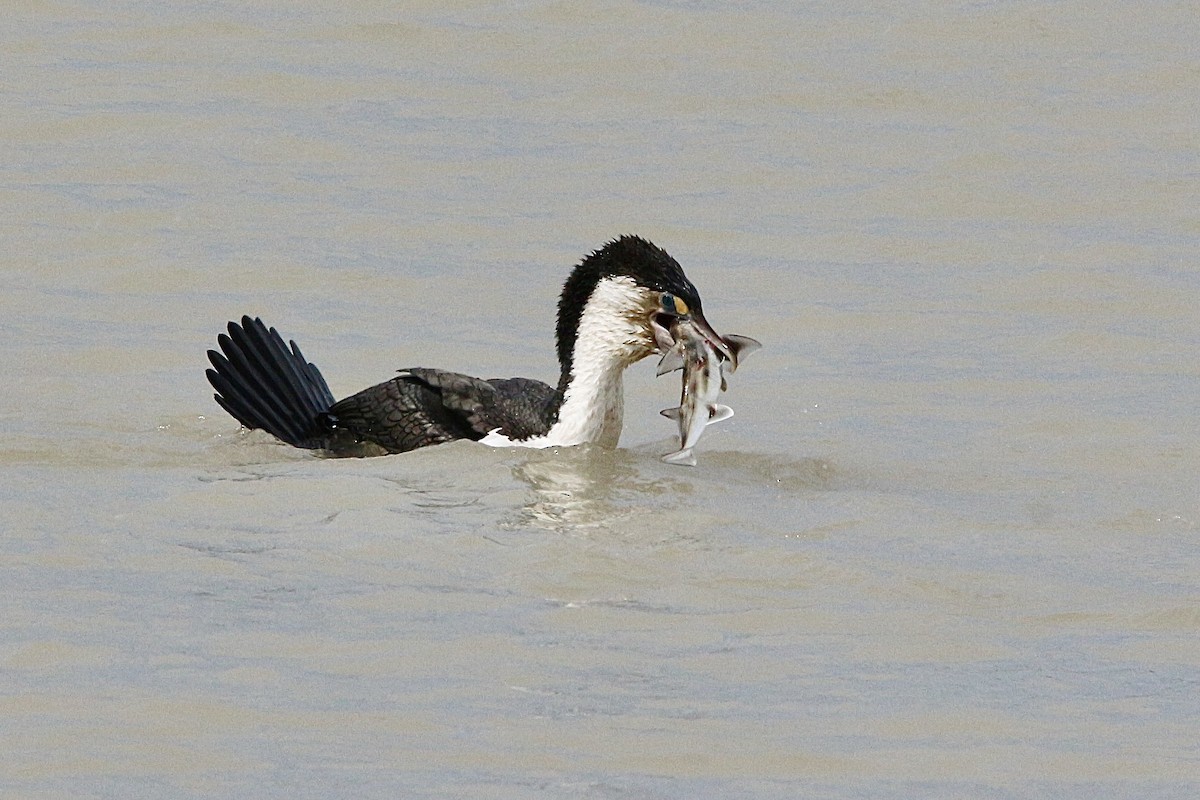 Pied Cormorant - ML644449368