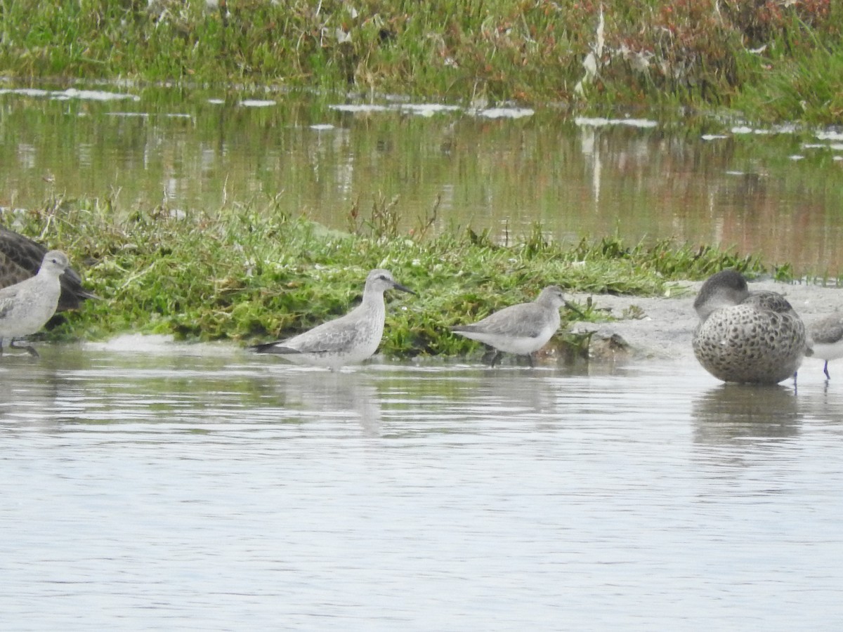 Bécasseau maubèche - ML644449385