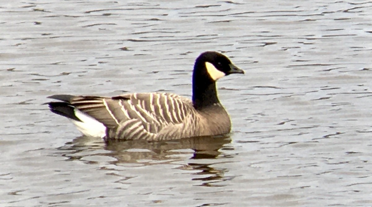 berneška malá - ML644449386