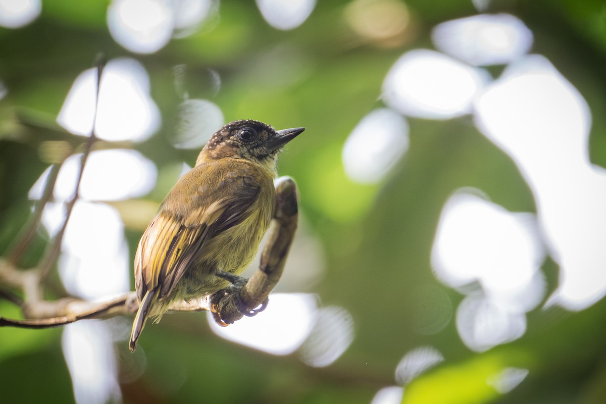 Olivaceous Piculet - ML644449387