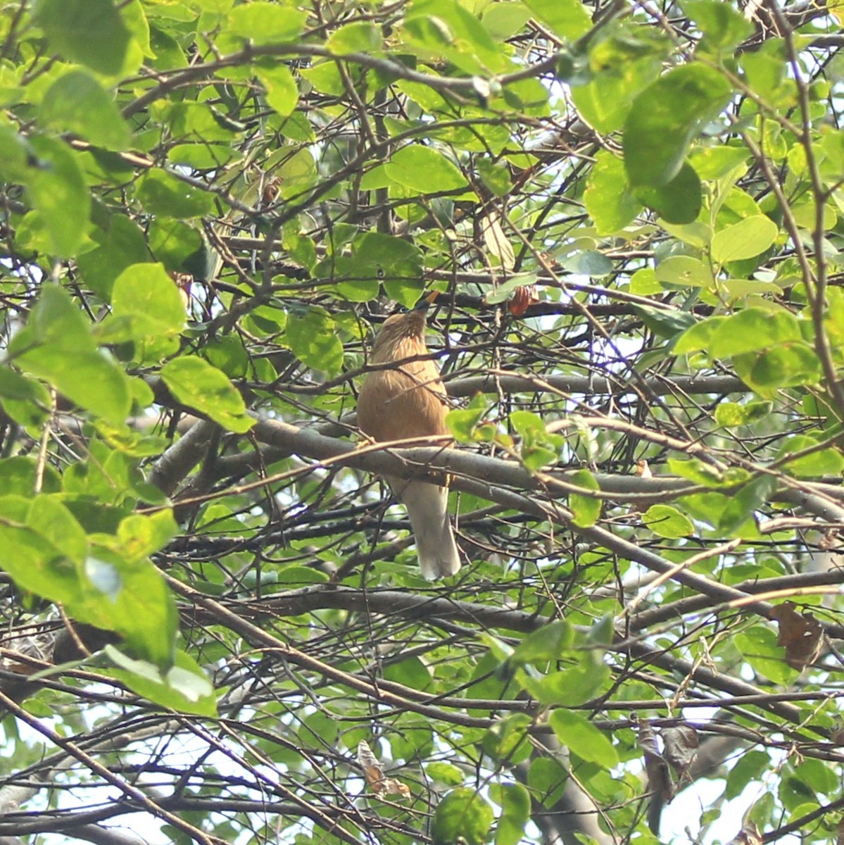 Brahminy Starling - ML644449389