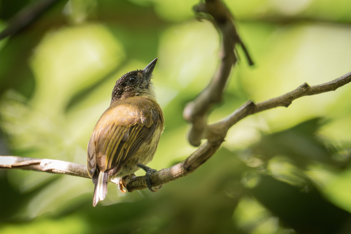Olivaceous Piculet - ML644449390