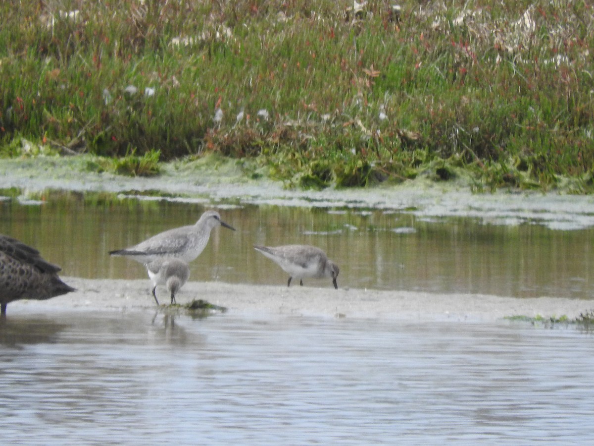 Bécasseau maubèche - ML644449391