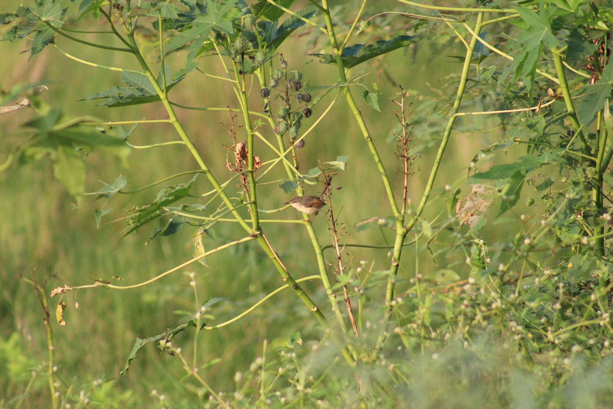 Ashy Prinia - ML644449392