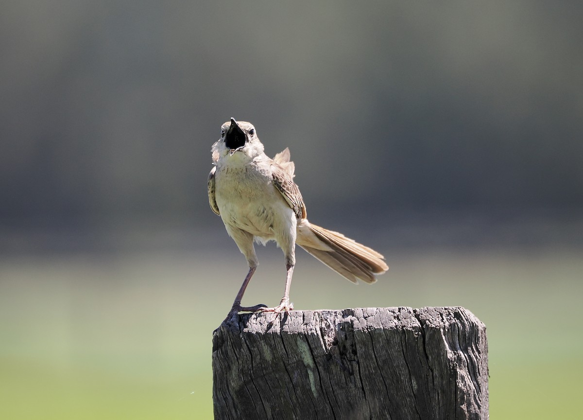 Rufous Songlark - ML644449393