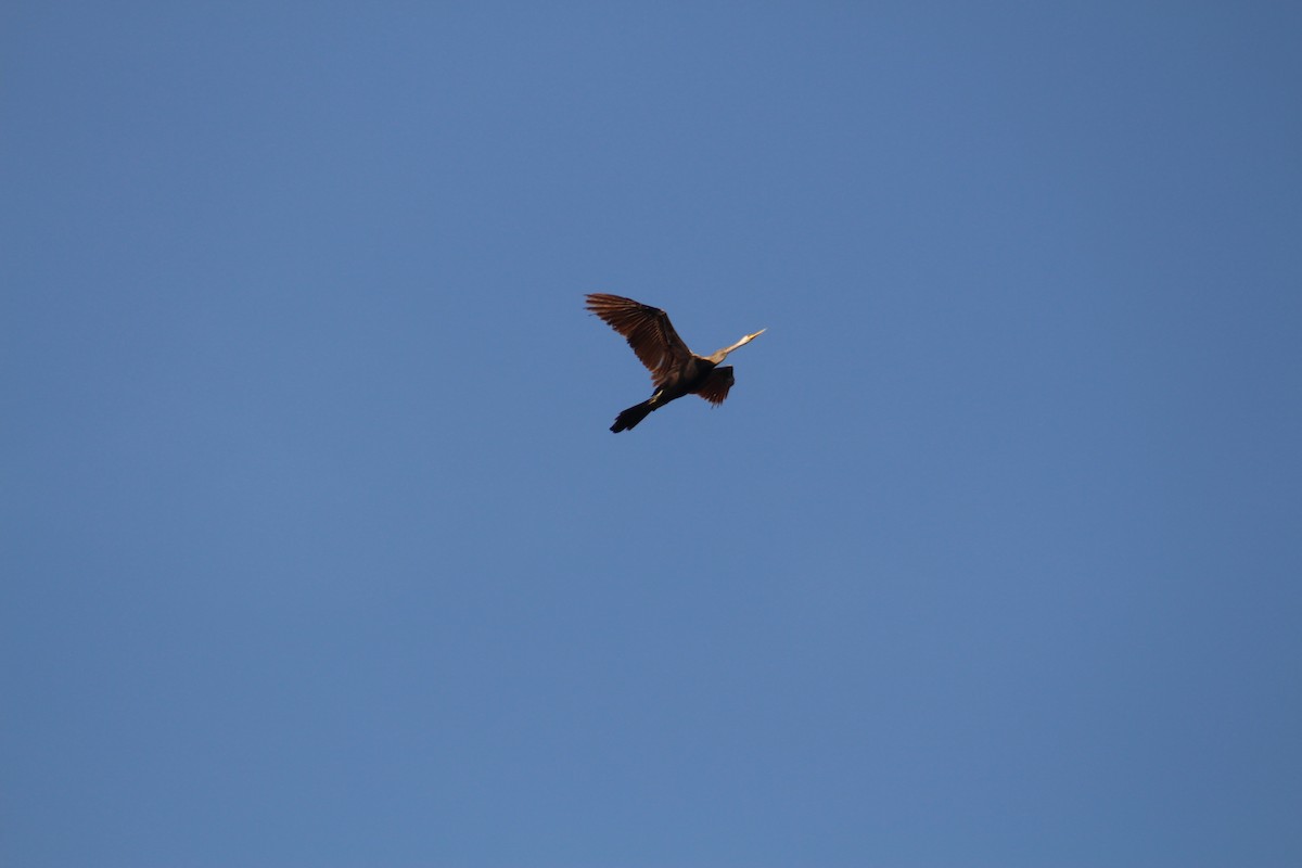 Oriental Darter - ML644449395