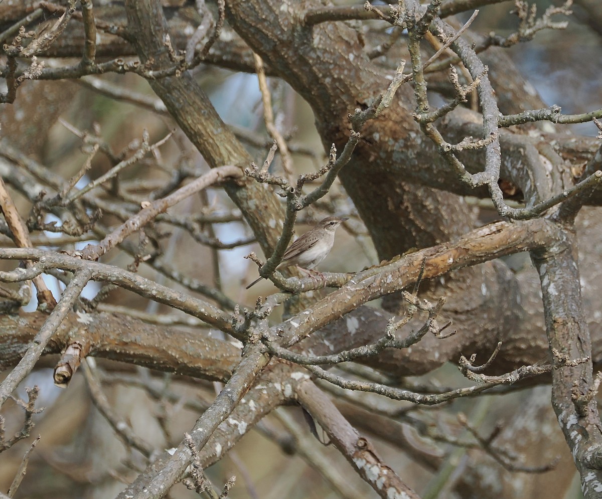 Rufous Songlark - ML644449401