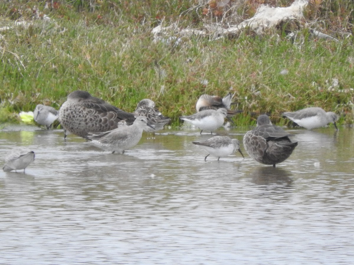 Bécasseau maubèche - ML644449402