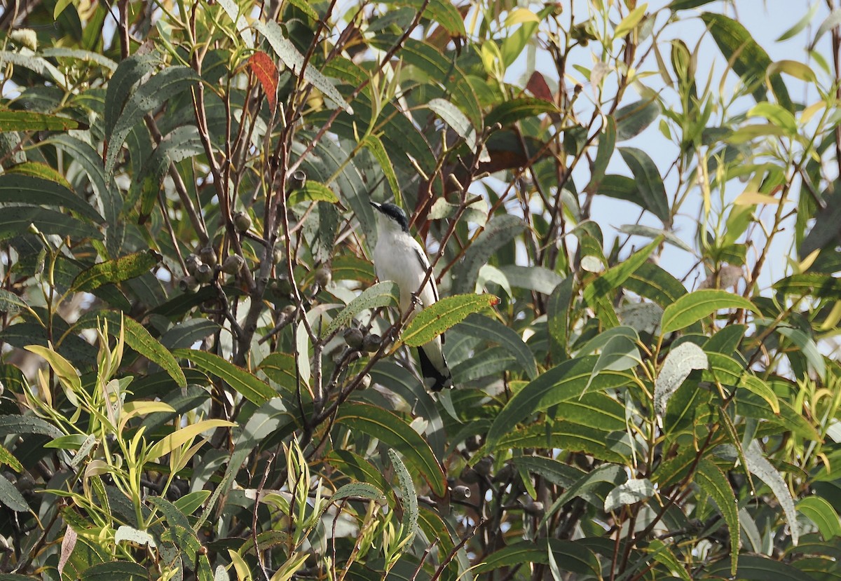 White-winged Triller - ML644449405