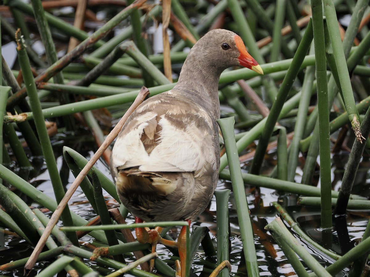 Dusky Moorhen - ML644449415