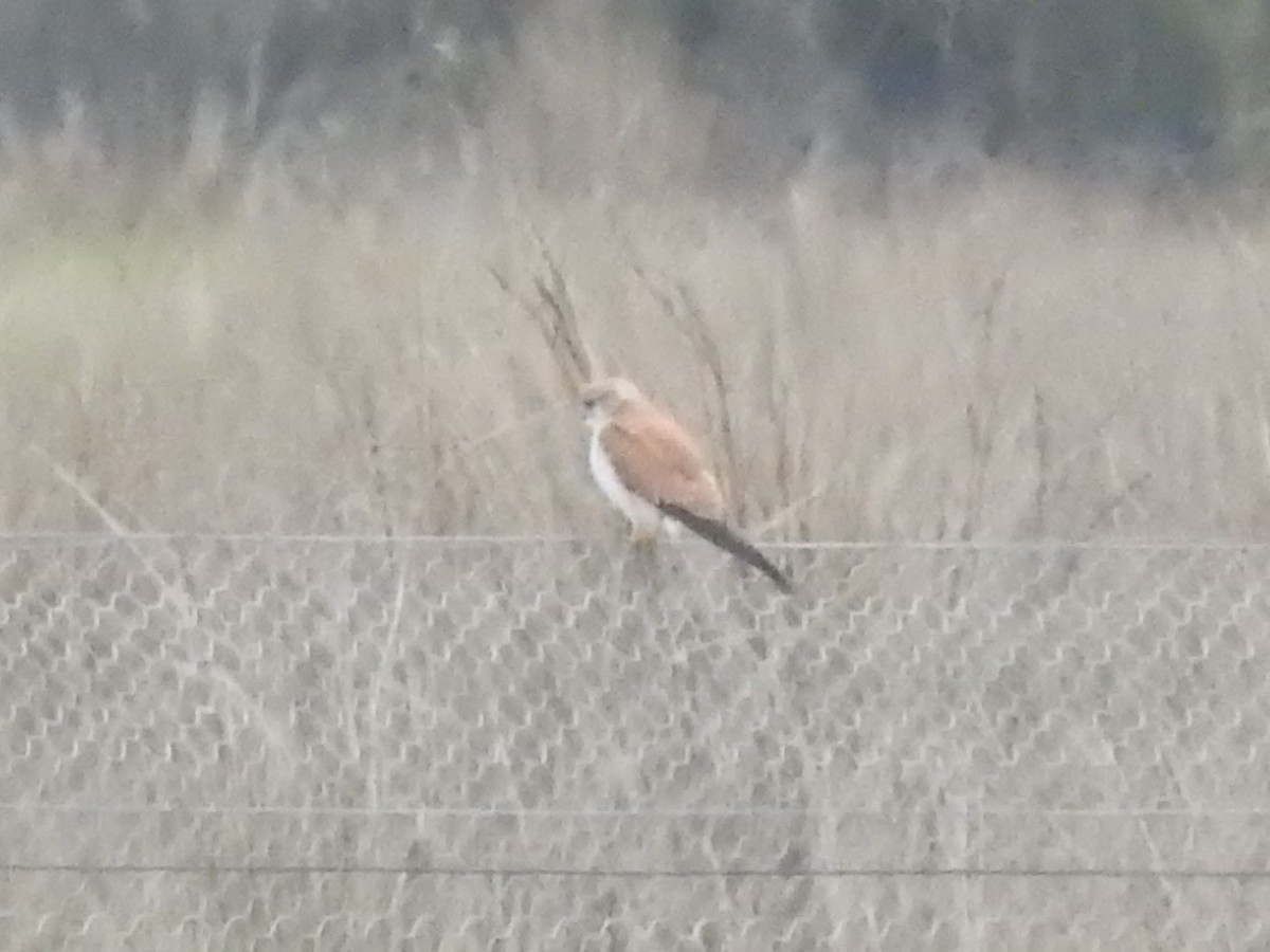 Nankeen Kestrel - ML644449416