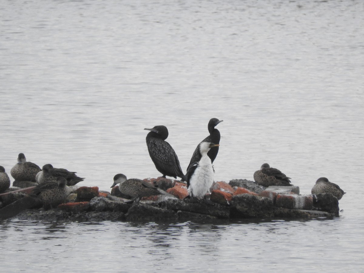 lagfiskeskarv - ML644449420