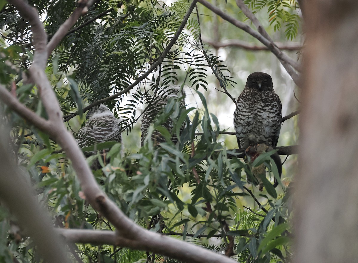 Powerful Owl - ML644449422