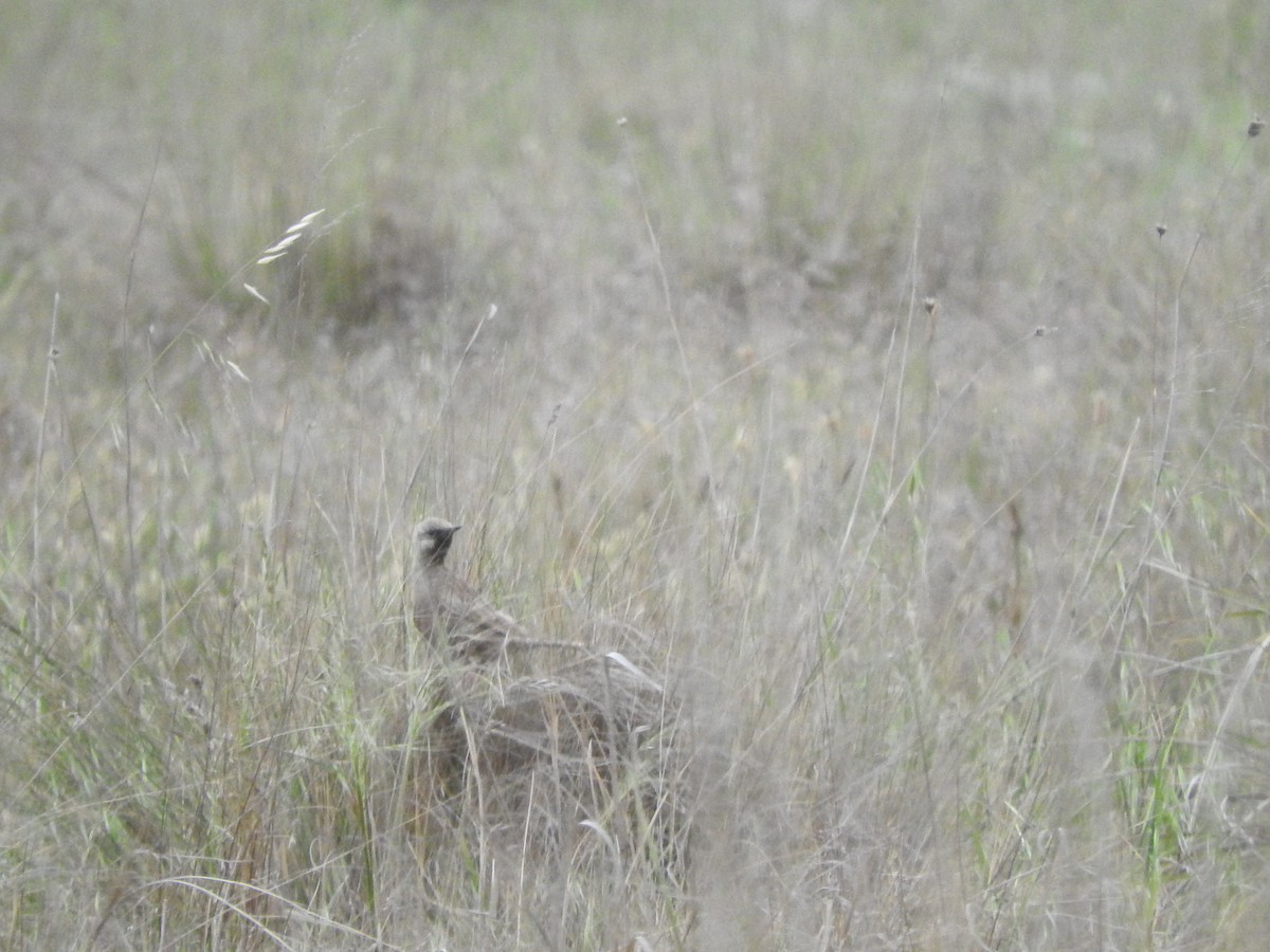 Brown Songlark - ML644449424