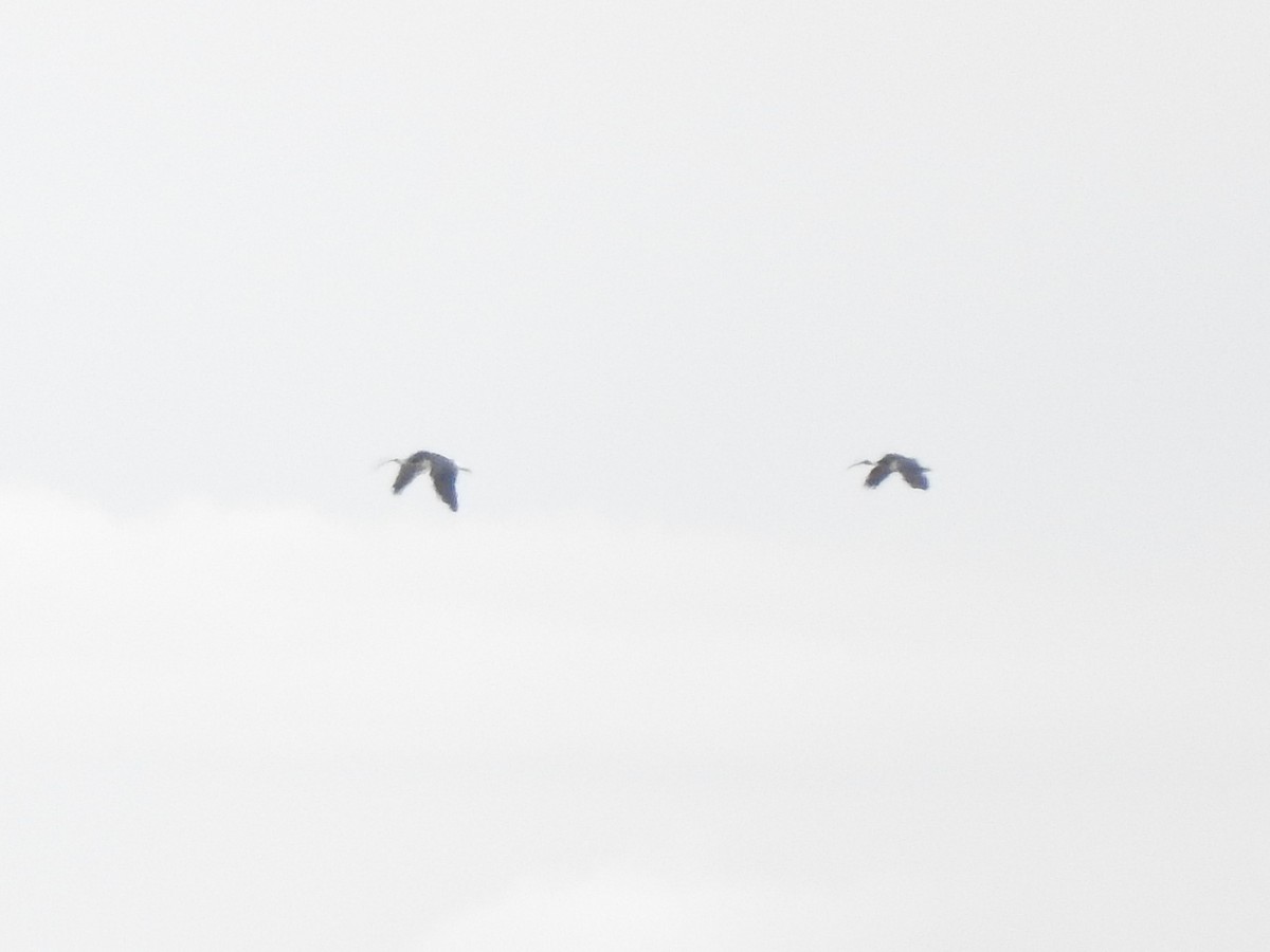 Straw-necked Ibis - ML644449427