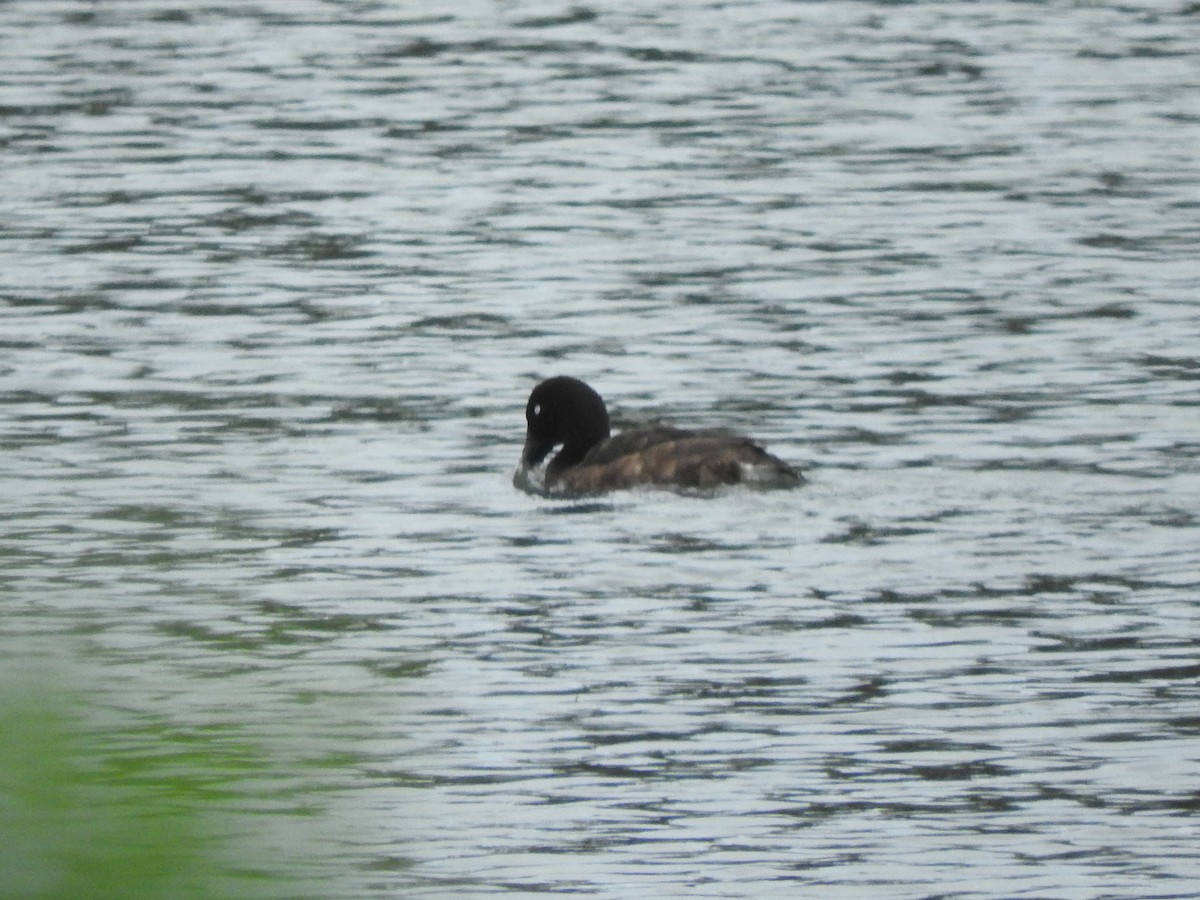 Hardhead - ML644449436