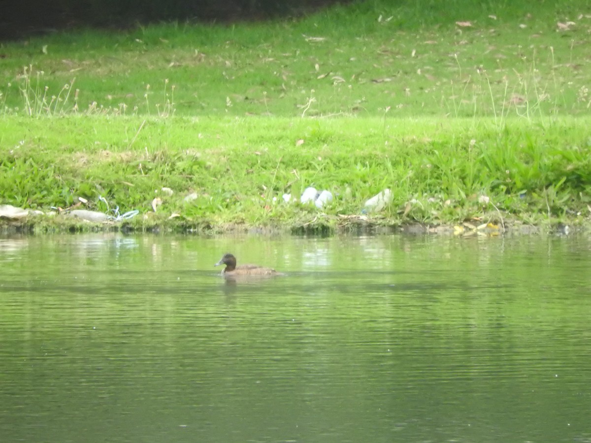 Hardhead - ML644449437