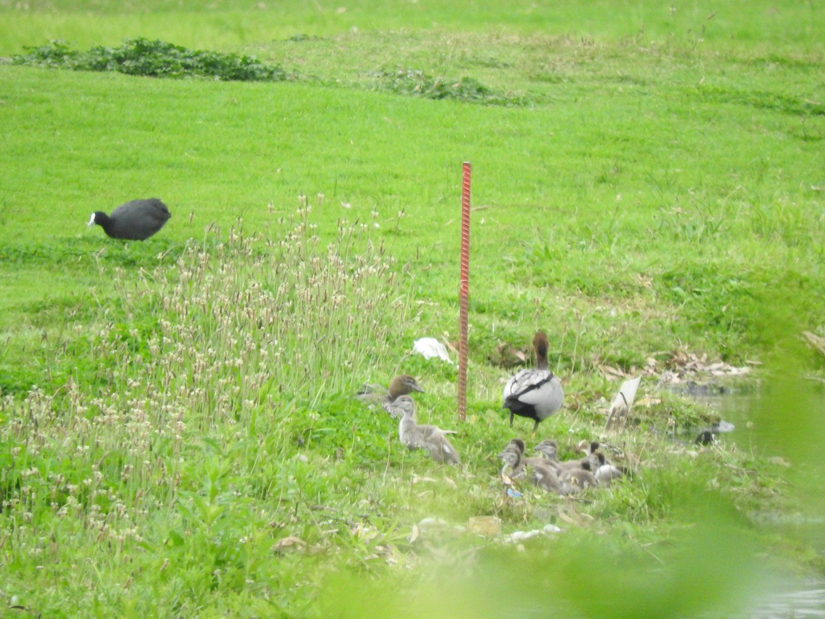 Maned Duck - ML644449440