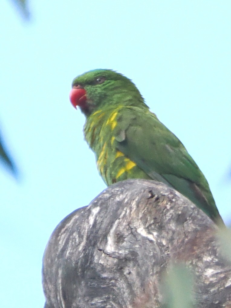 Scaly-breasted Lorikeet - ML644449442